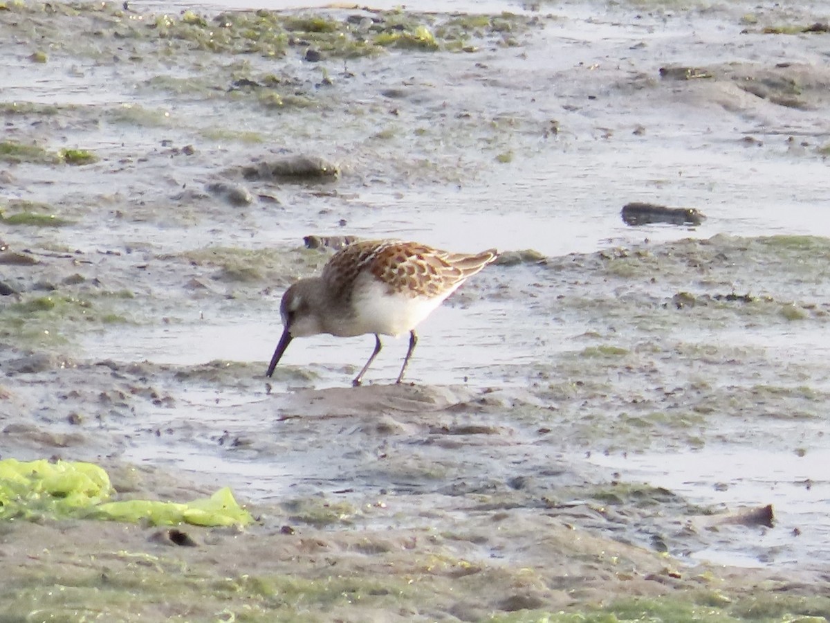 Western Sandpiper - J.J. Blue