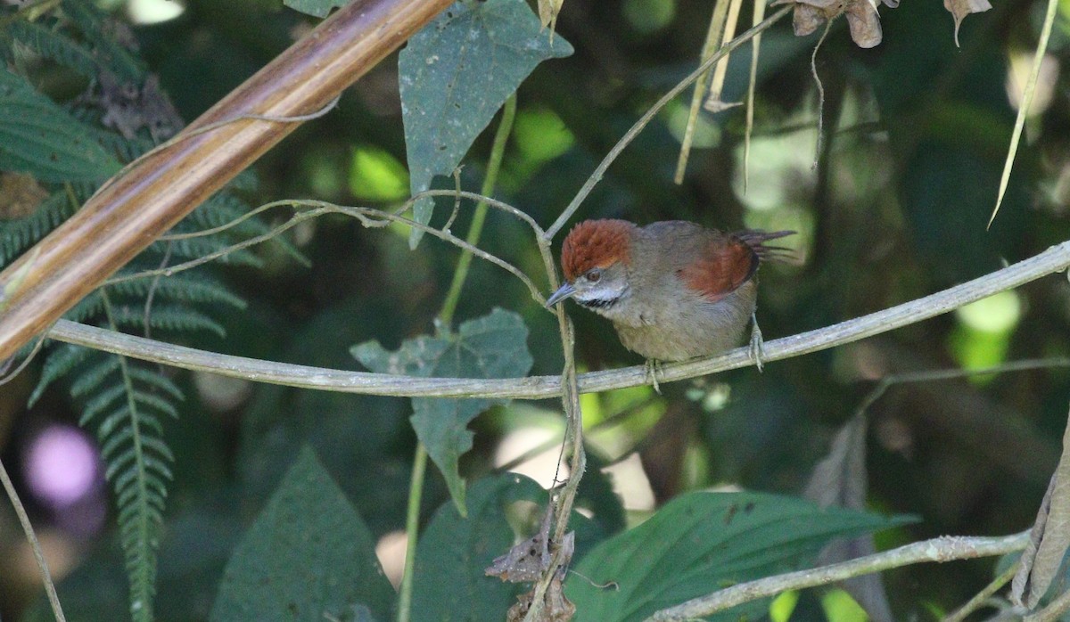 Cabanis's Spinetail - ML600872501