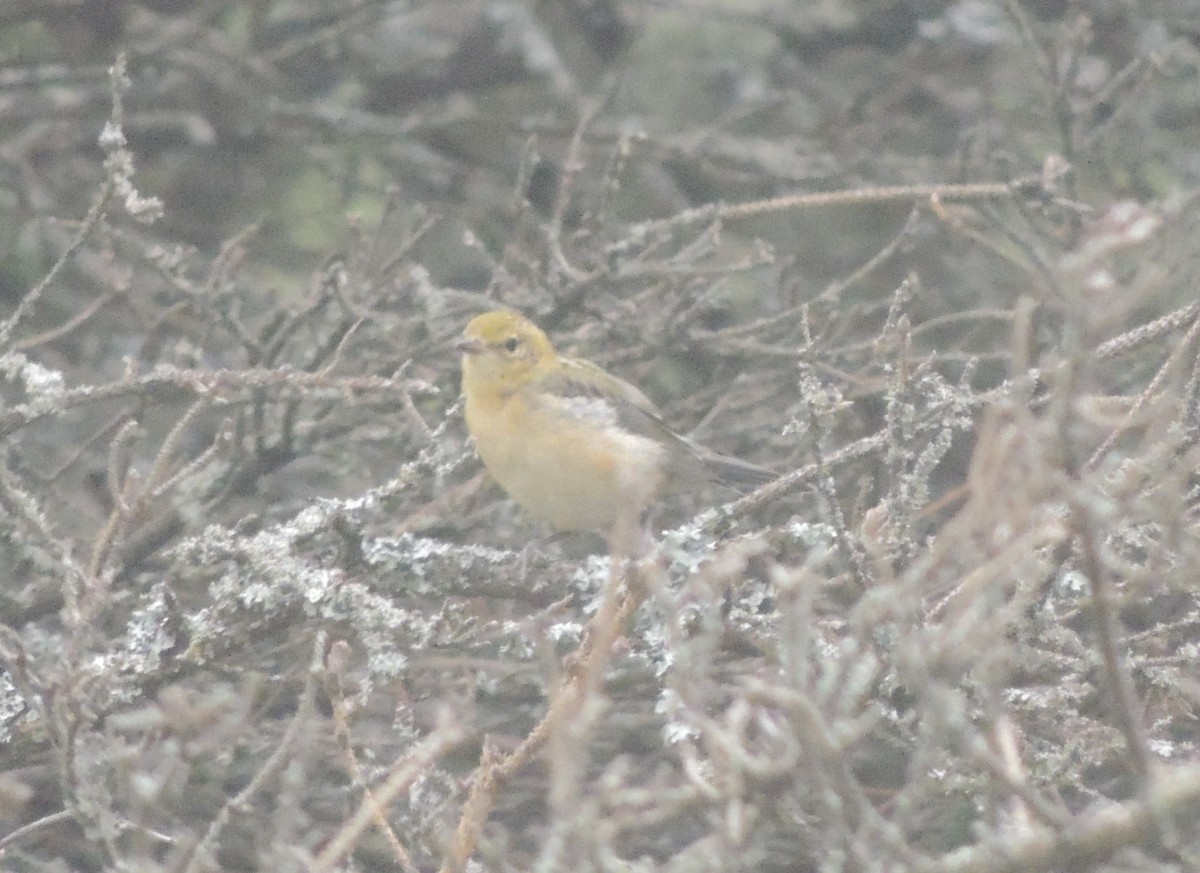 Bay-breasted Warbler - ML600872521