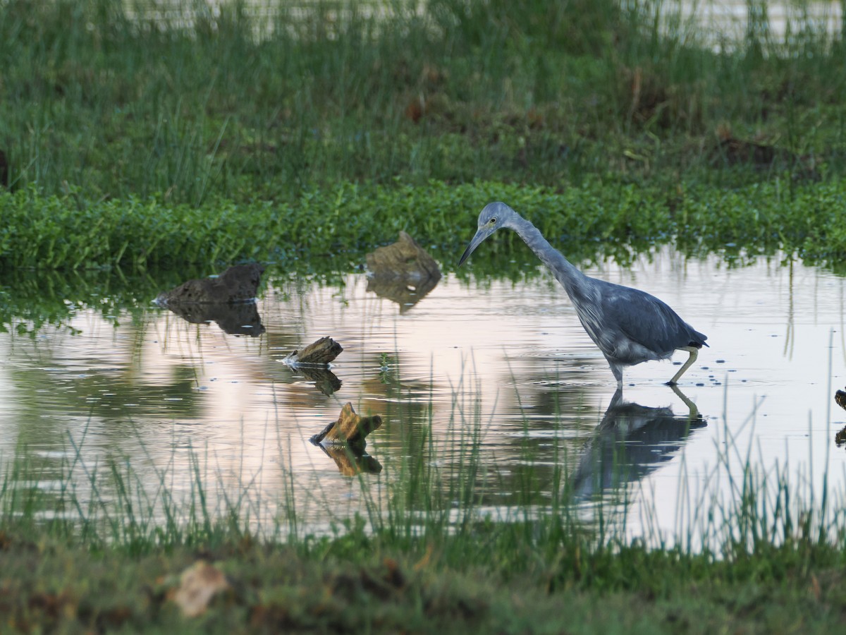 Little Blue Heron - ML600872941