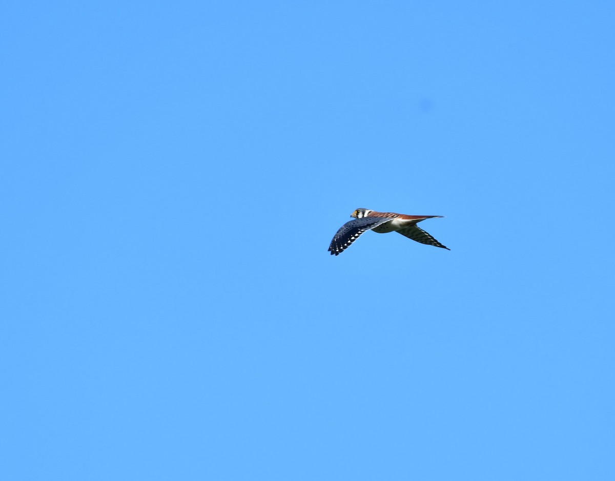 American Kestrel - Alain Denis