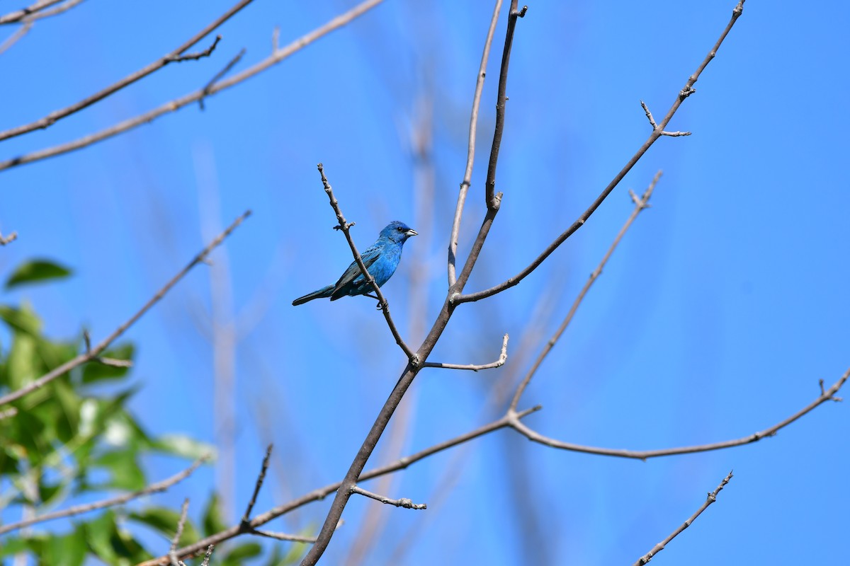 Passerin indigo - ML600873691