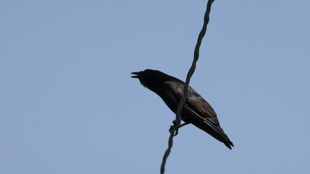 Fish Crow - ML600873731