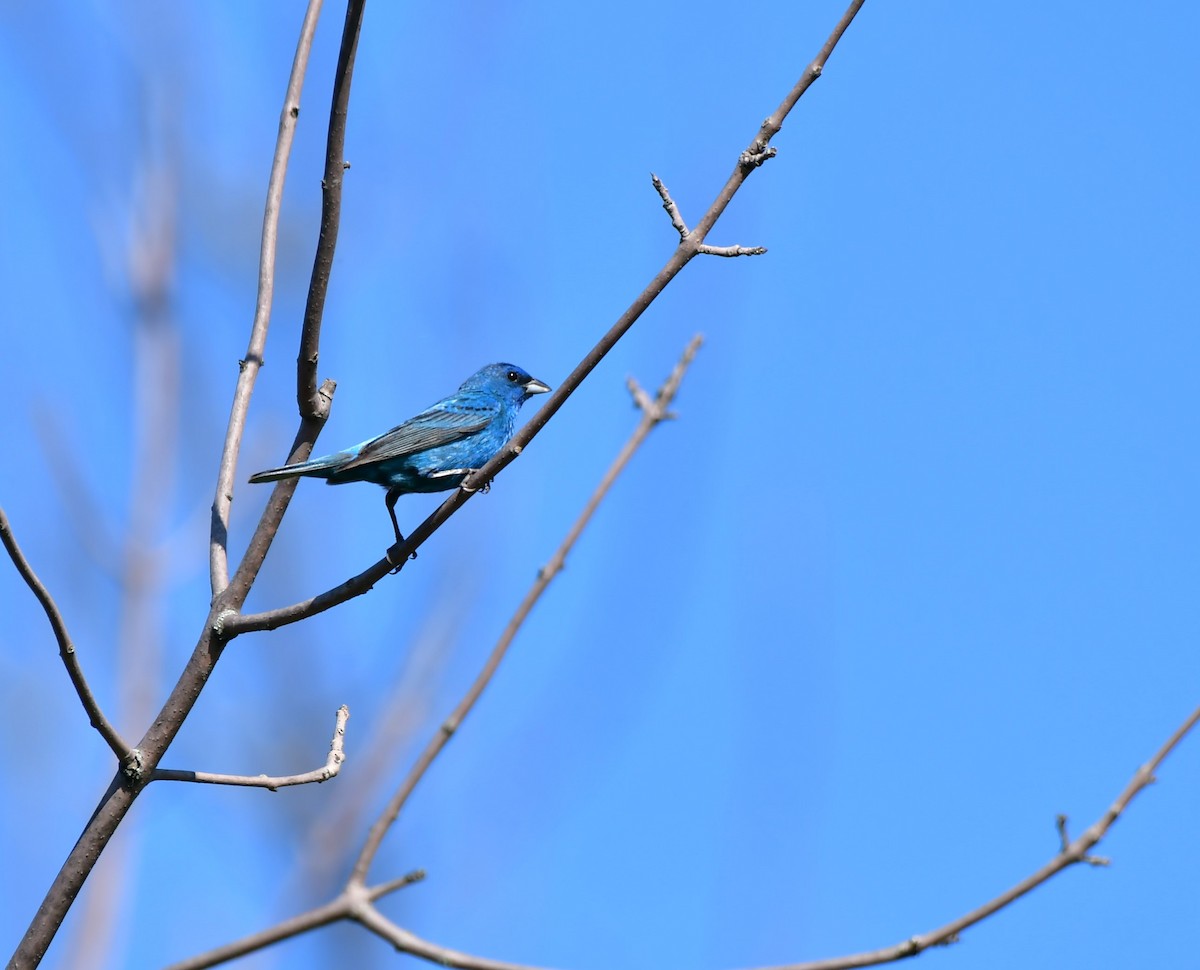 Indigo Bunting - ML600873761