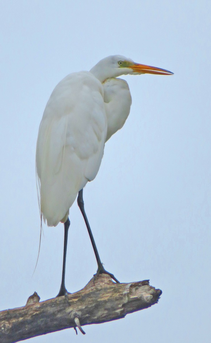 Great Egret - ML600874201