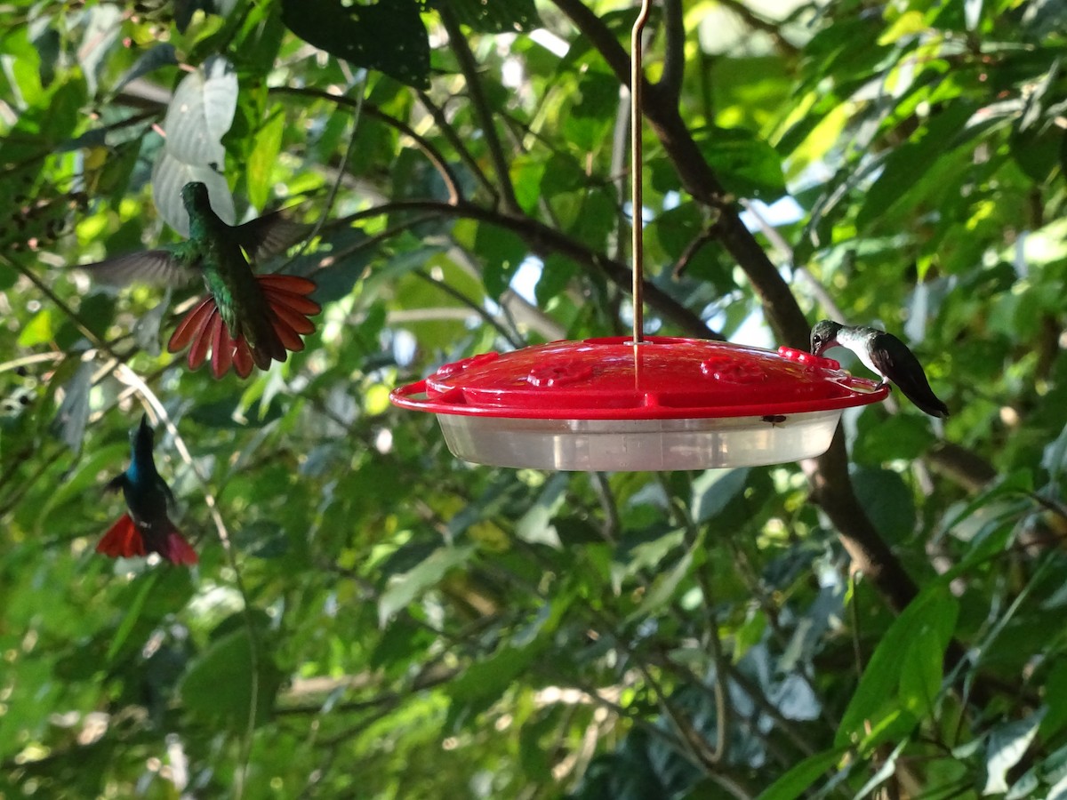 Green-breasted Mango - ML600874631