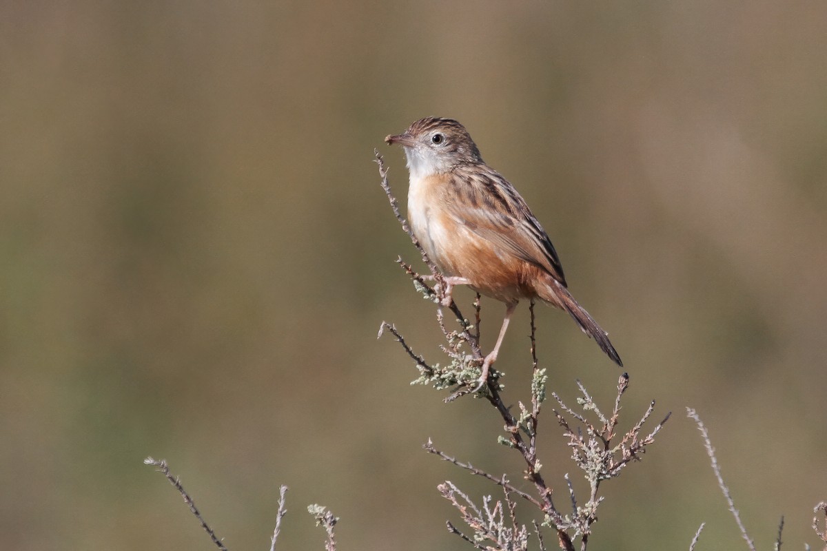 Zitting Cisticola (Western) - Mathieu Bally