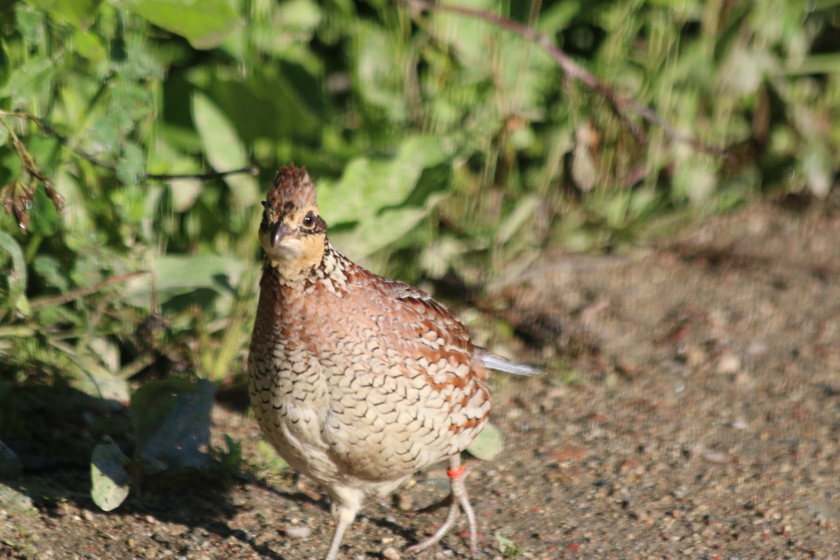 Northern Bobwhite - ML60087601