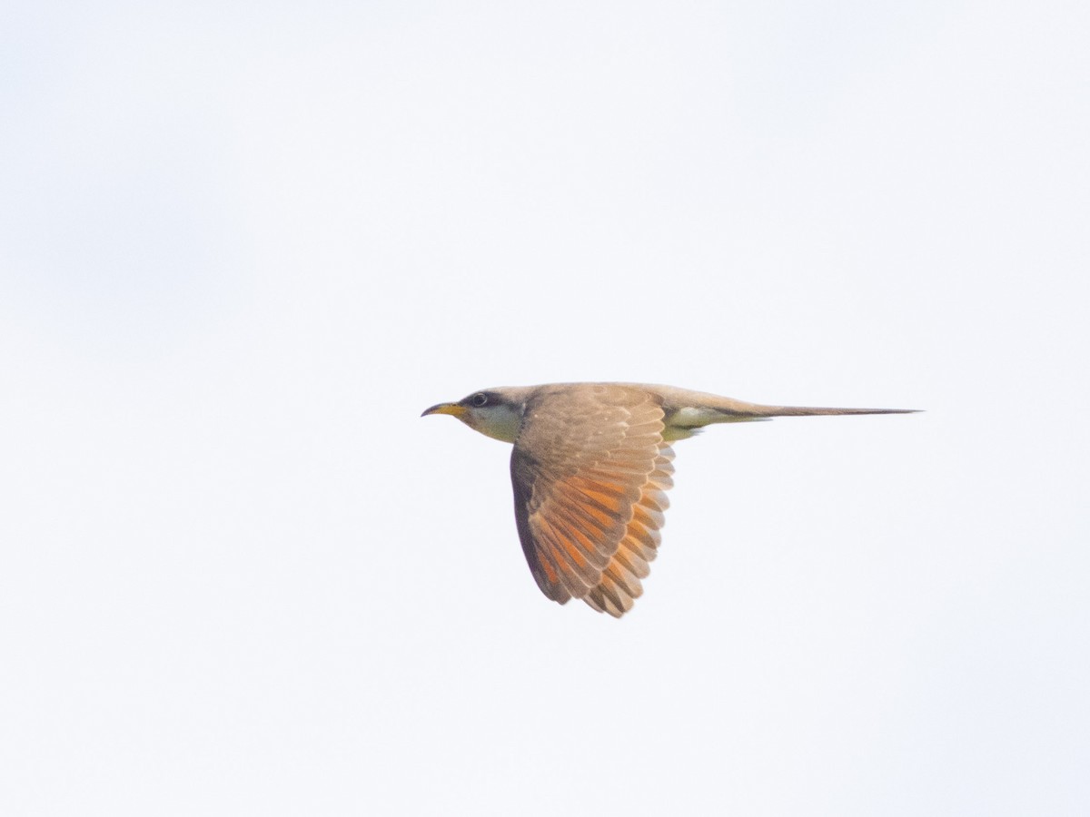 Yellow-billed Cuckoo - ML600876611