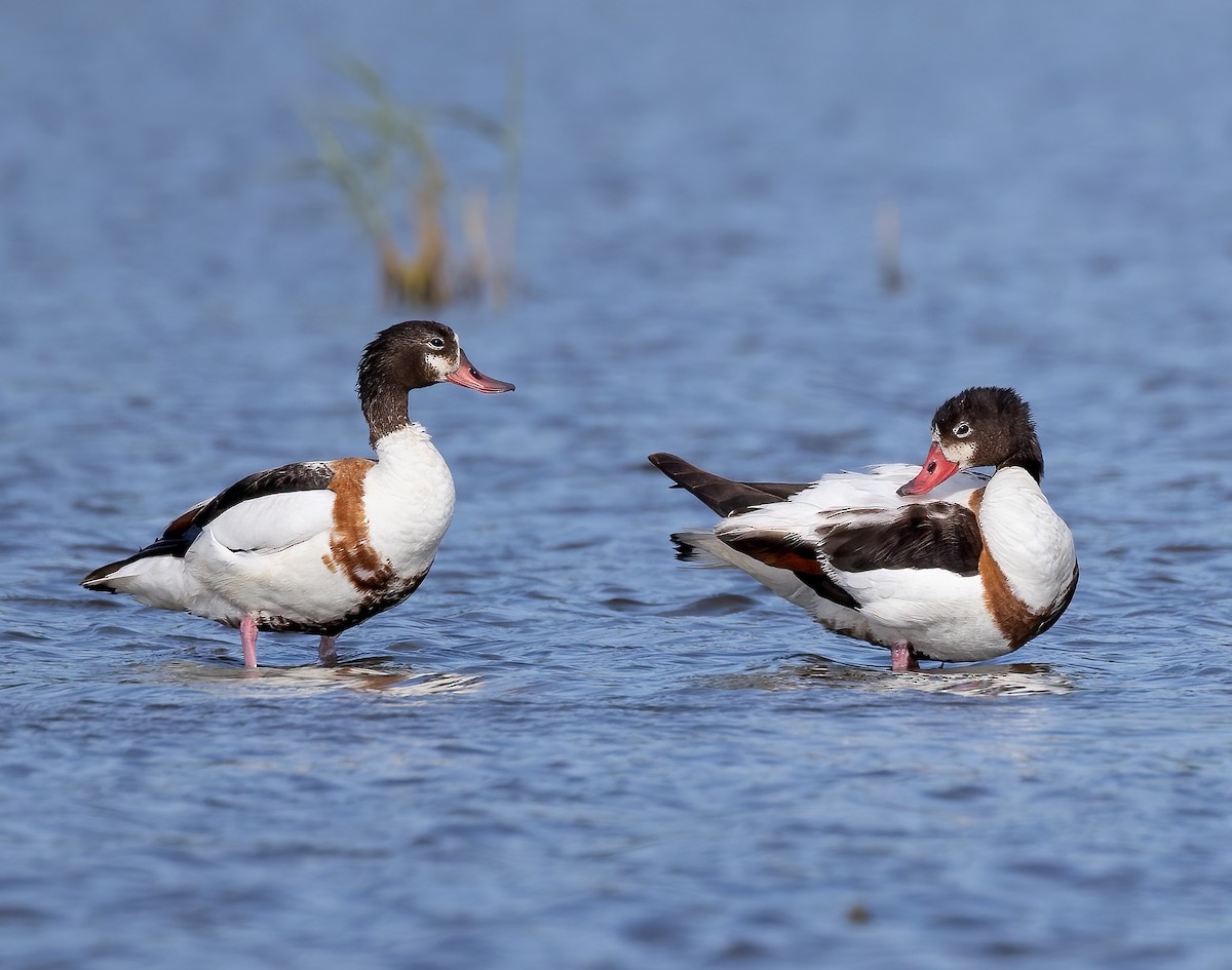 Common Shelduck - Hubert Janiszewski