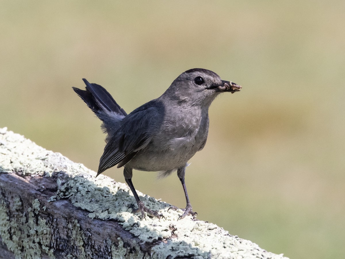 Gray Catbird - ML600876901