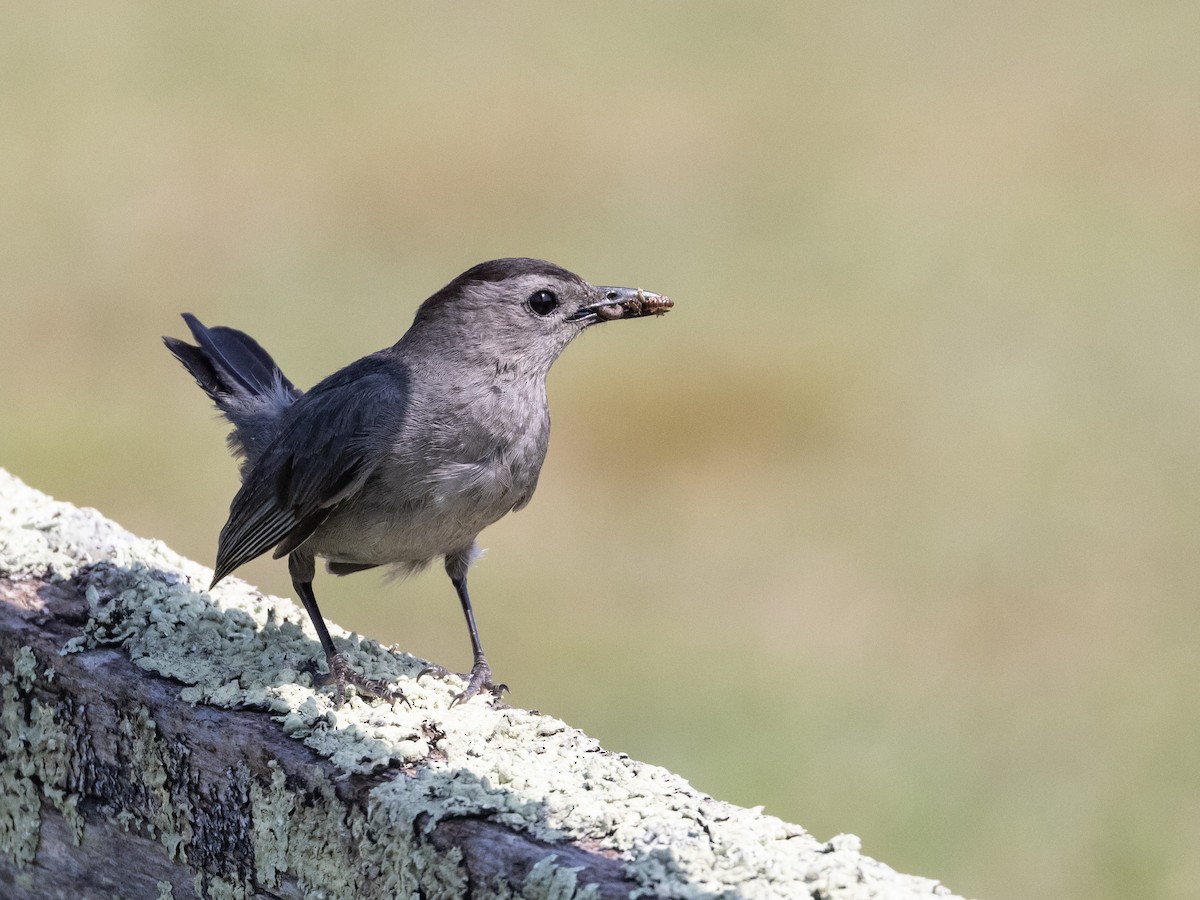 Gray Catbird - ML600876911