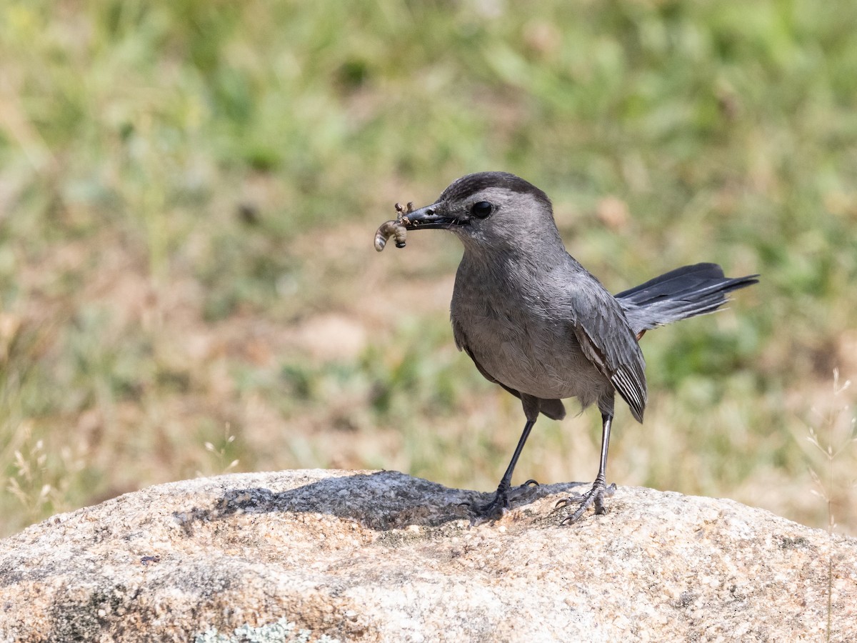 Gray Catbird - ML600876921