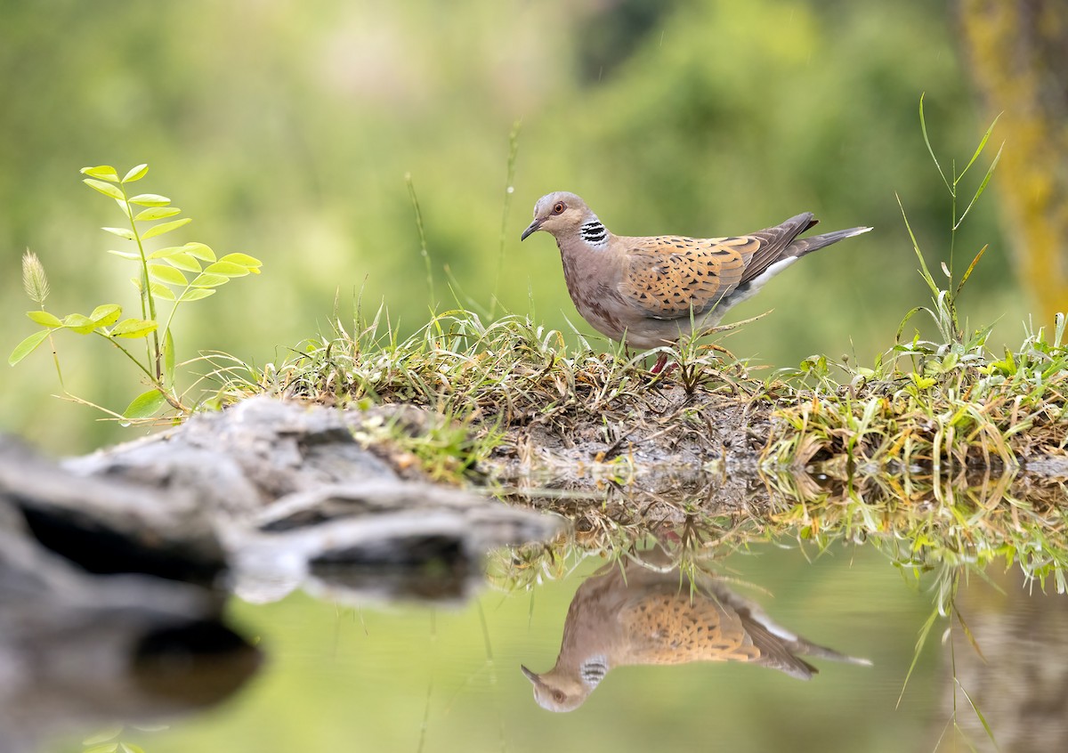 European Turtle-Dove - Hubert Janiszewski