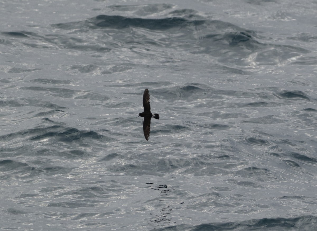 European Storm-Petrel - ML600878721