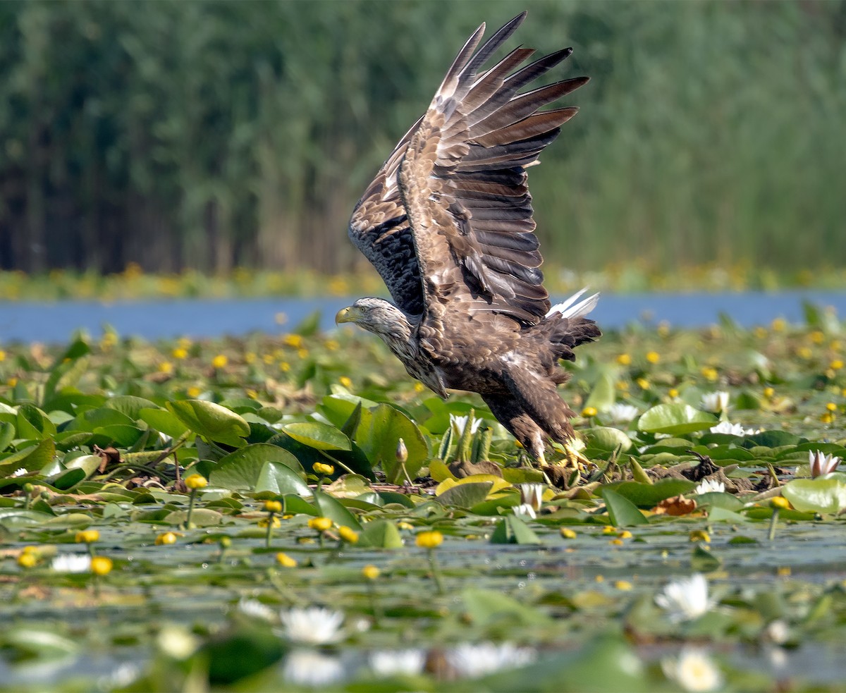 White-tailed Eagle - ML600880051