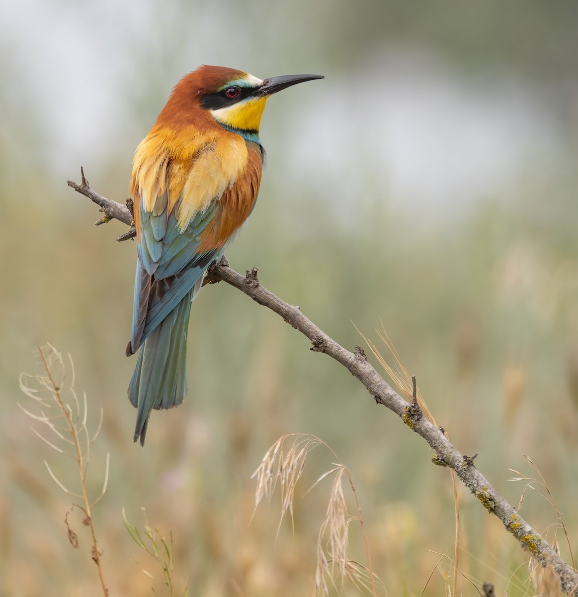 European Bee-eater - ML600881161