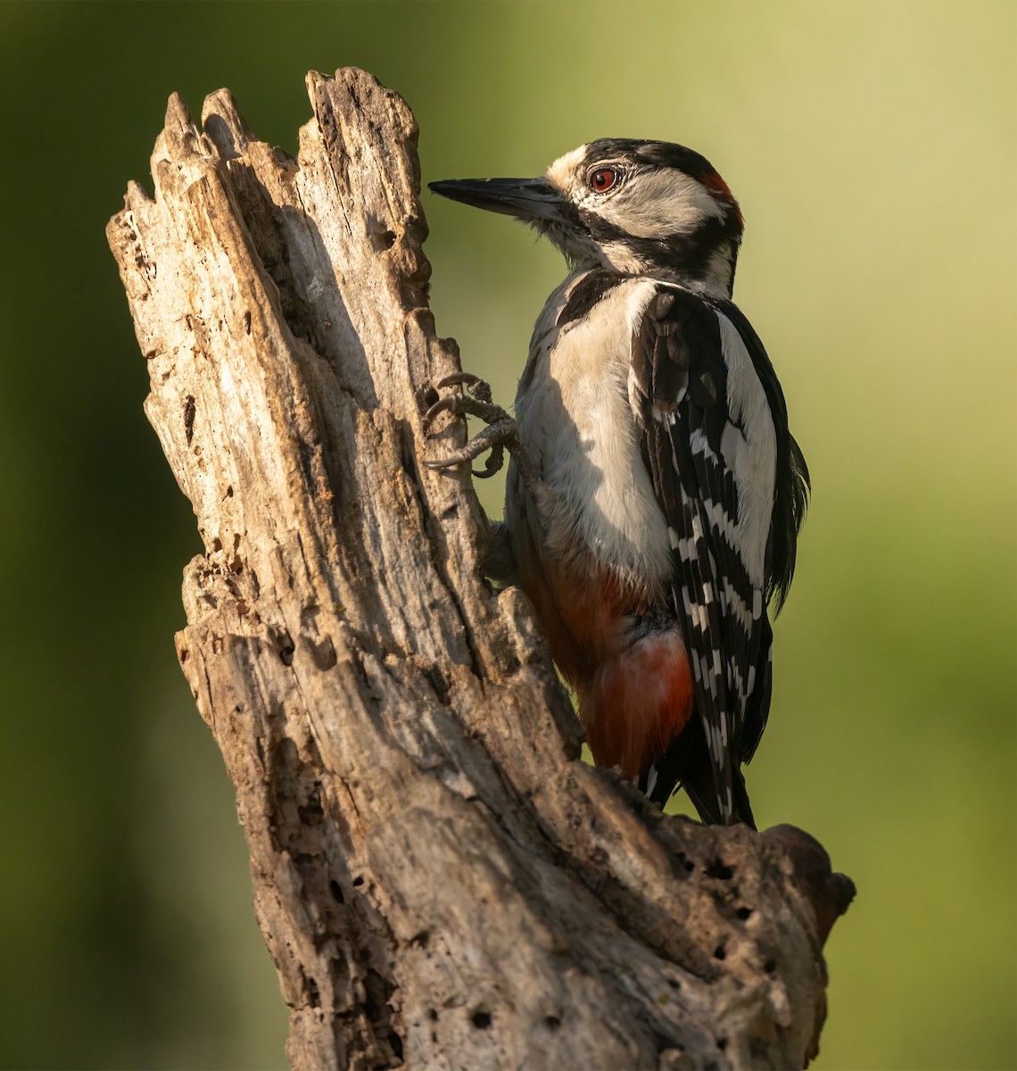 Great Spotted Woodpecker - Hubert Janiszewski