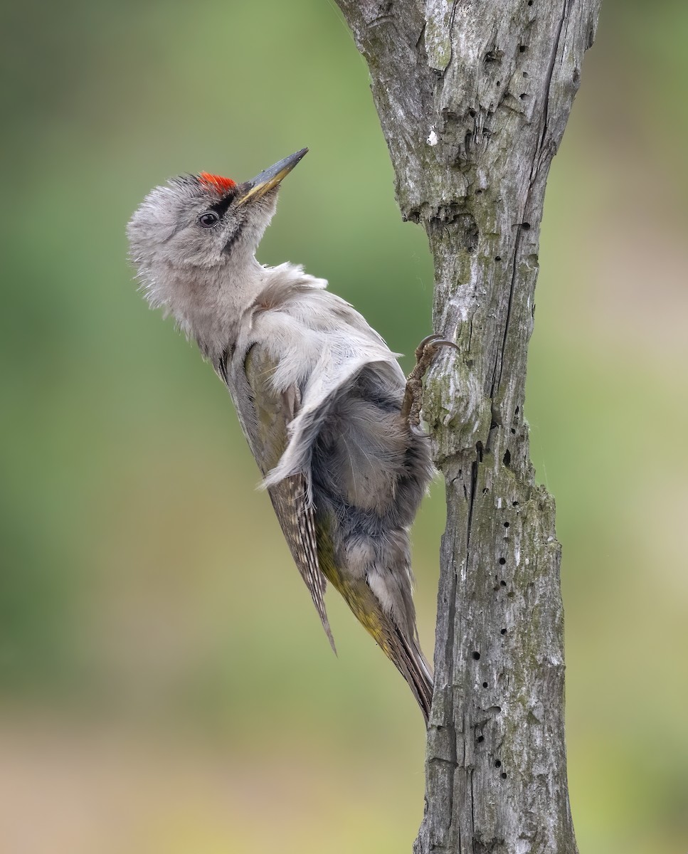 Gray-headed Woodpecker - Hubert Janiszewski