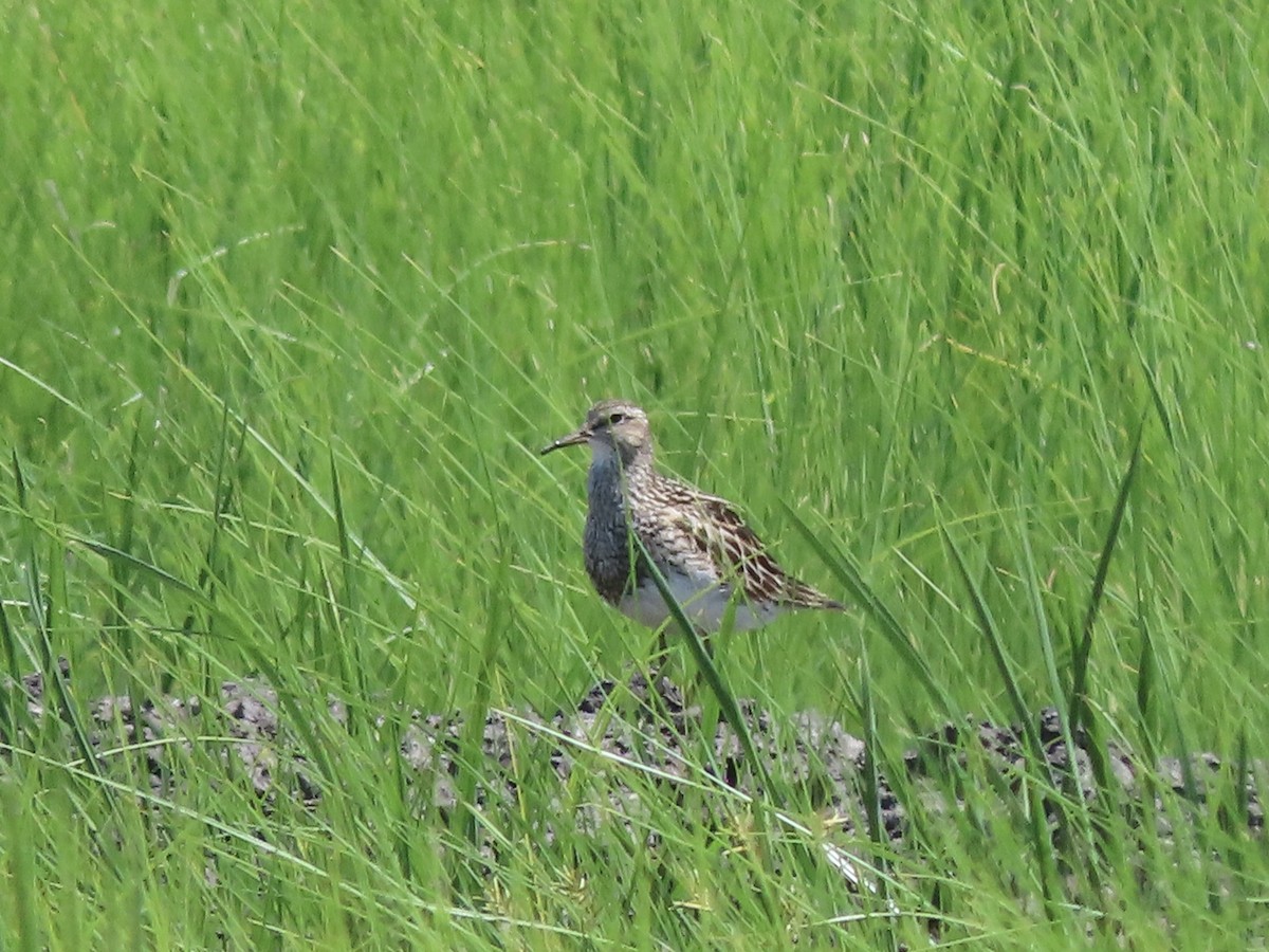 アメリカウズラシギ - ML600881801