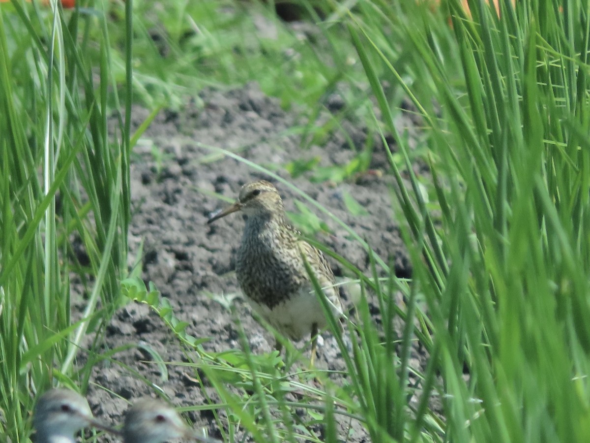 Graubrust-Strandläufer - ML600881841