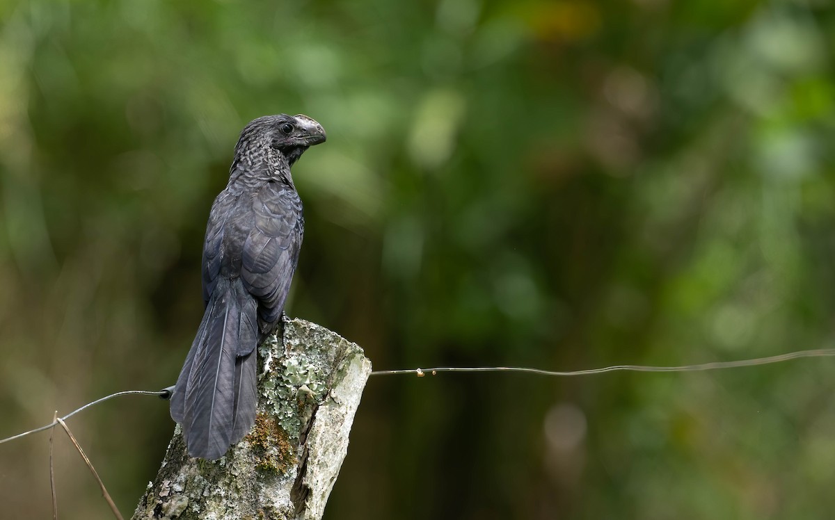 Smooth-billed Ani - ML600883101