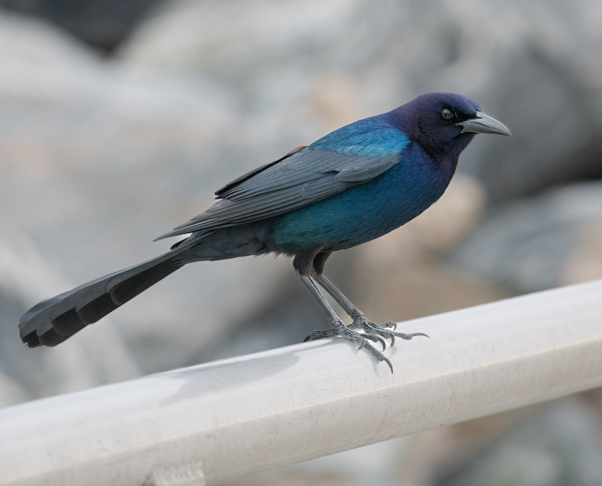 Boat-tailed Grackle - ML600883791