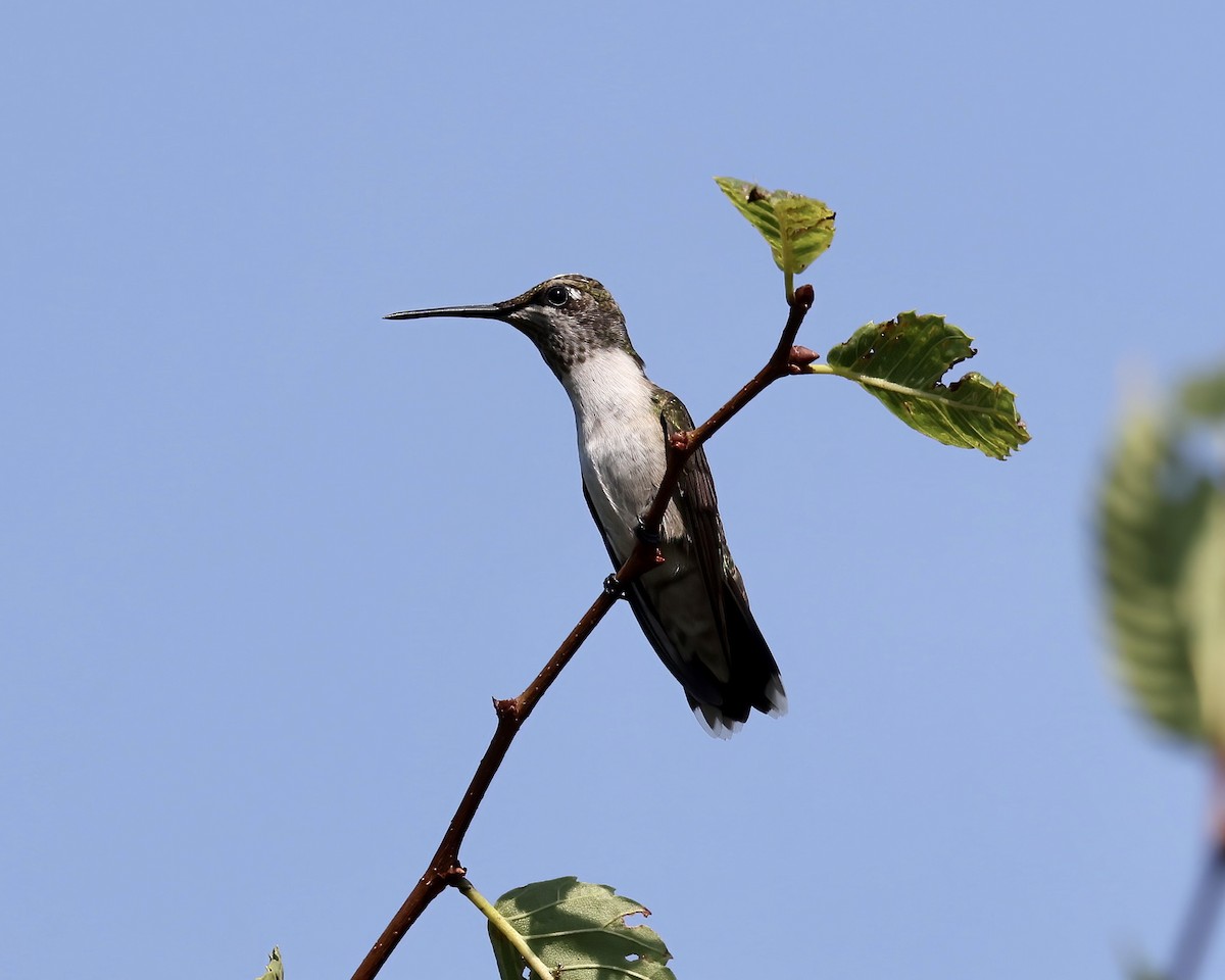 Colibri à gorge rubis - ML600884181