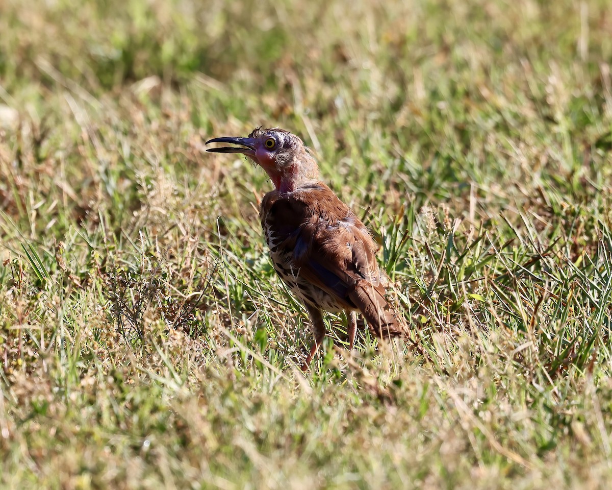 Brown Thrasher - Debbie Kosater