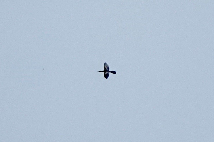 Anhinga - ML600884841