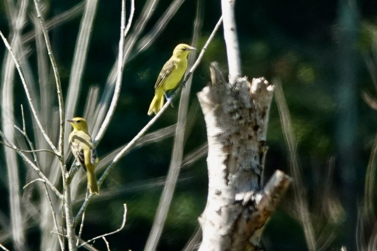 Orchard Oriole - ML600885541