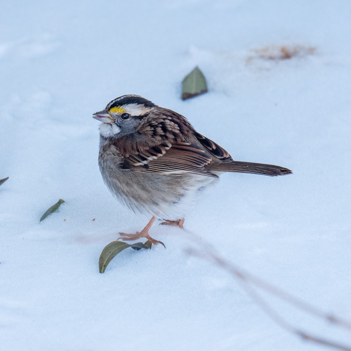 White-throated Sparrow - ML600887701