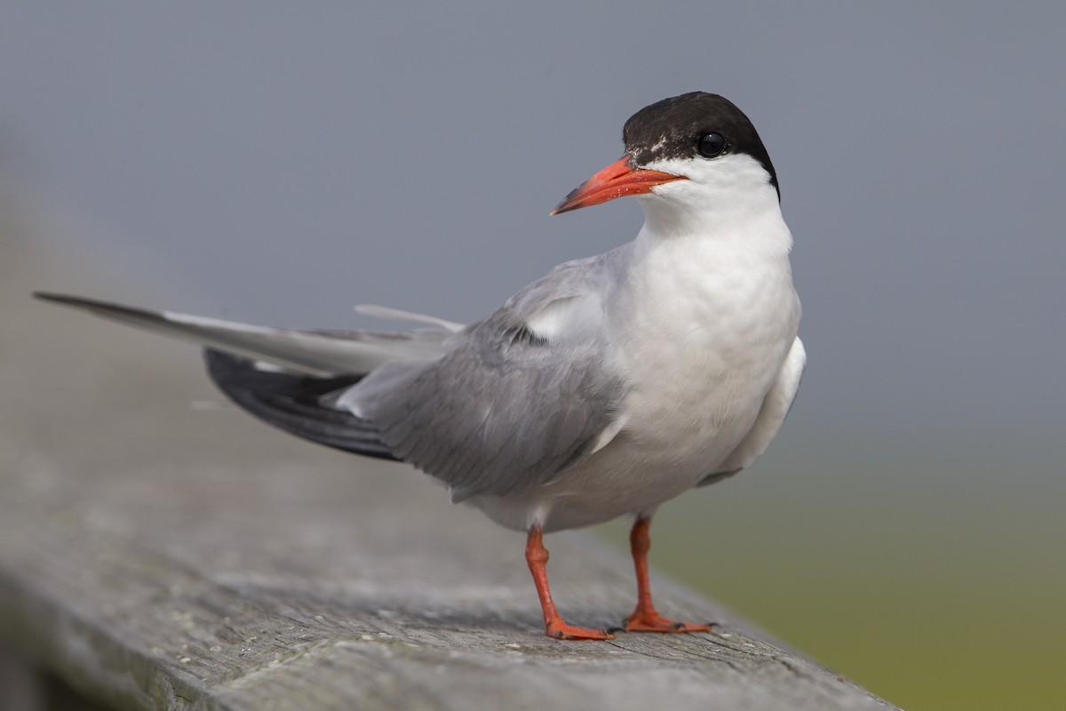 Common Tern (hirundo/tibetana) - ML600888501