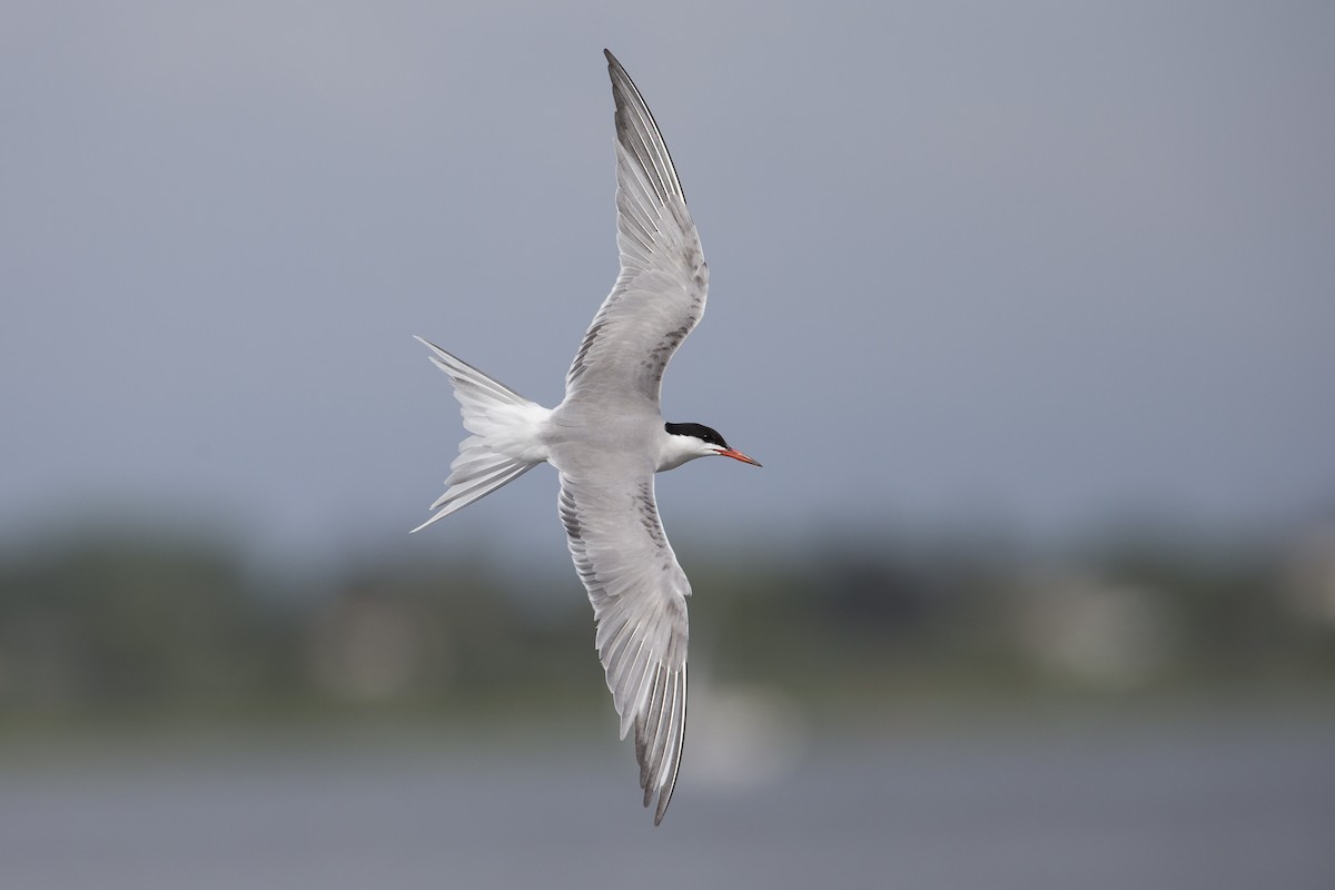 Common Tern (hirundo/tibetana) - ML600888511