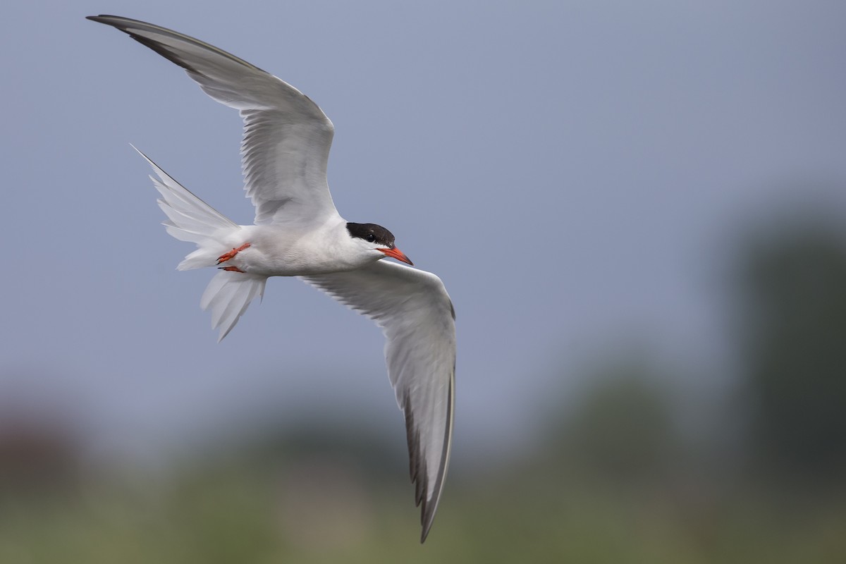 Flussseeschwalbe (hirundo/tibetana) - ML600888541