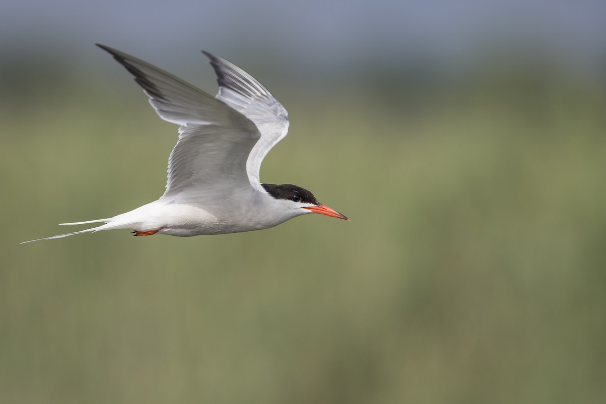Common Tern (hirundo/tibetana) - ML600888551