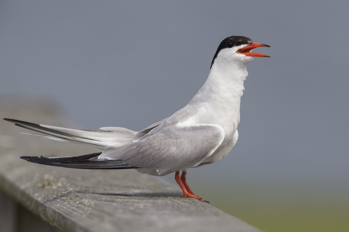 Крячок річковий (підвид hirundo/tibetana) - ML600888611