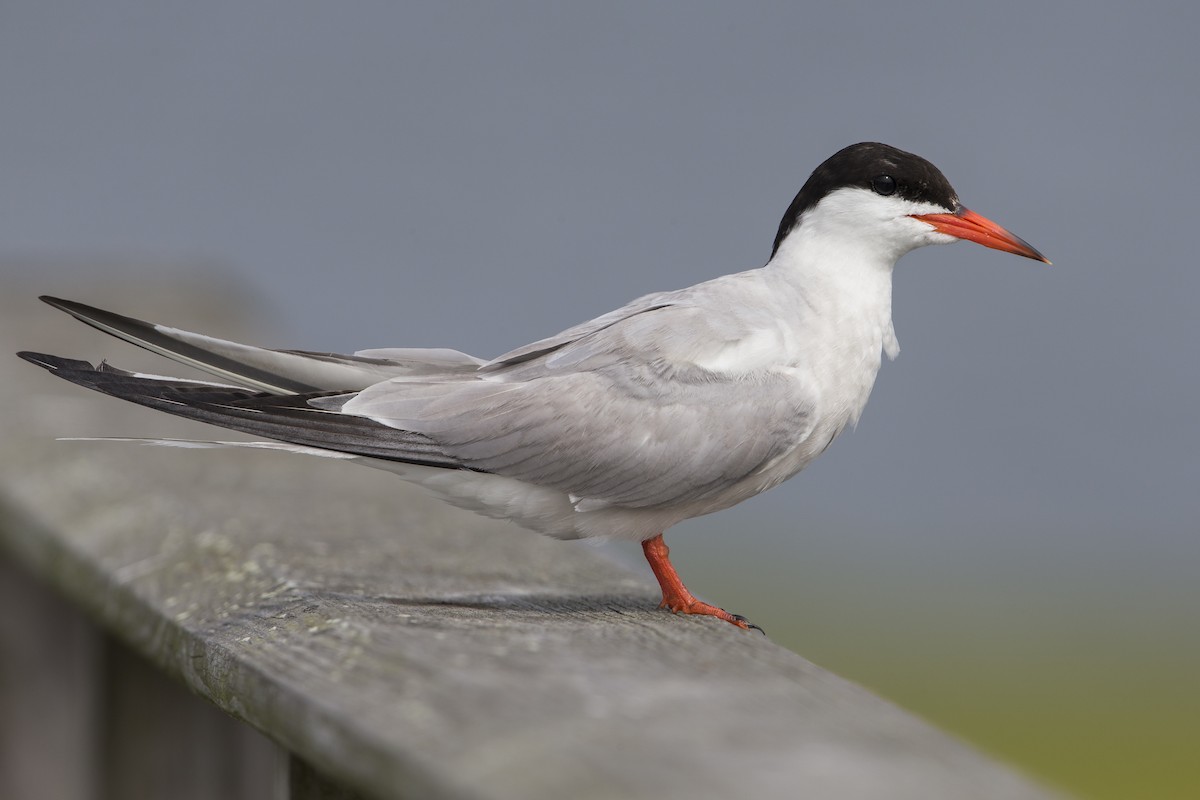 Common Tern (hirundo/tibetana) - ML600888621