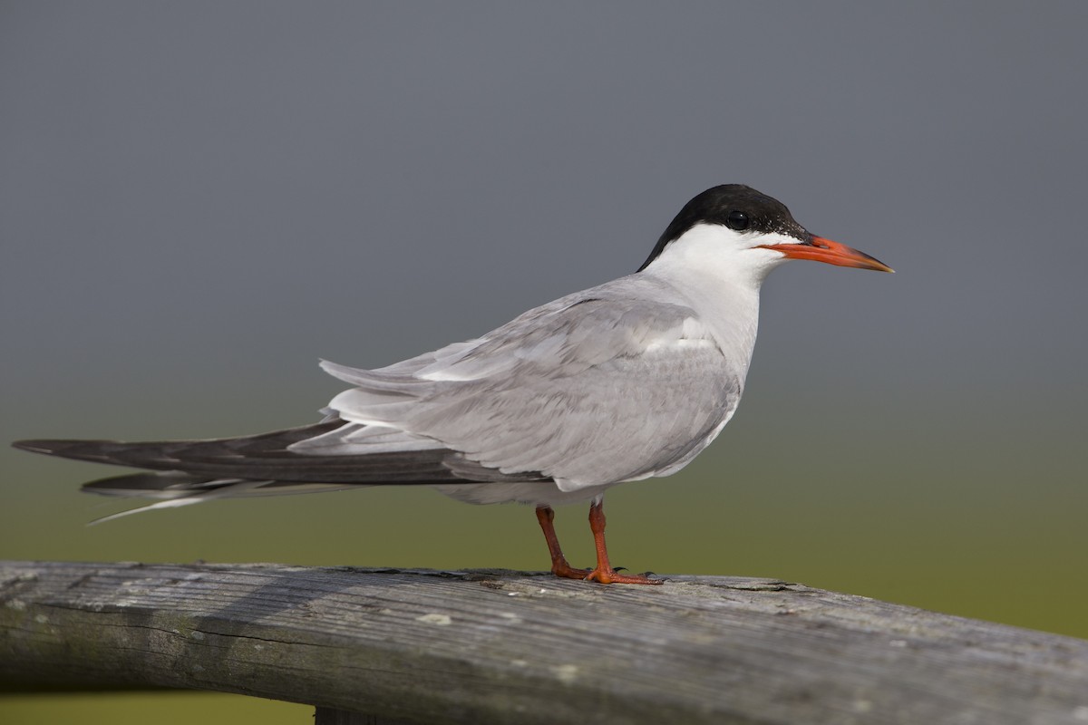 Common Tern (hirundo/tibetana) - ML600888631