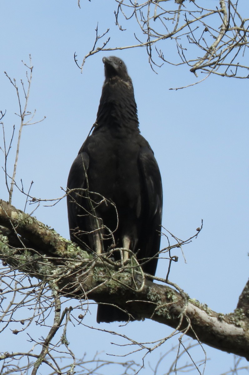 Black Vulture - ML600888911