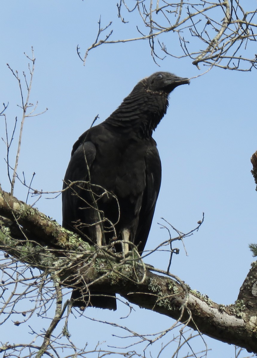 Black Vulture - ML600888921