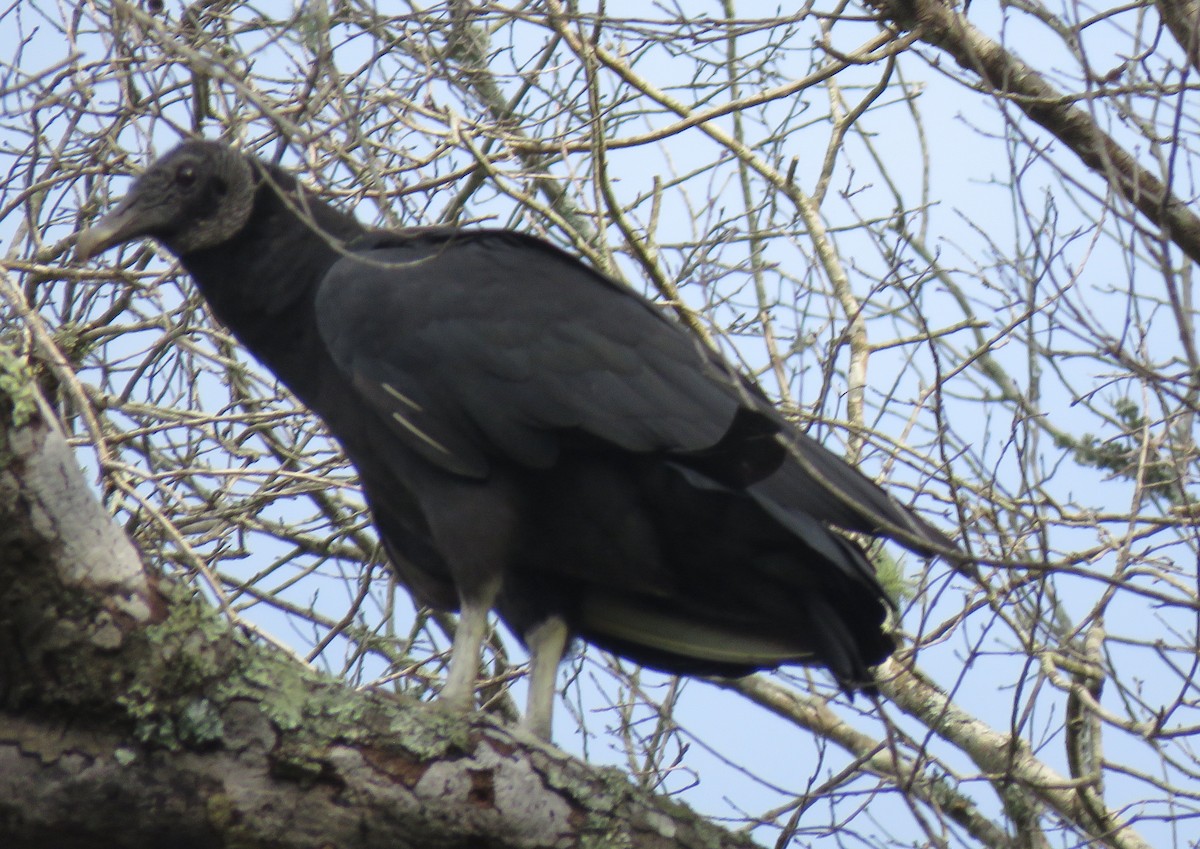 Black Vulture - ML600888951