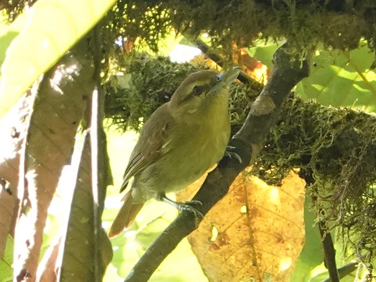 Russet Antshrike (Tawny) - ML600889281