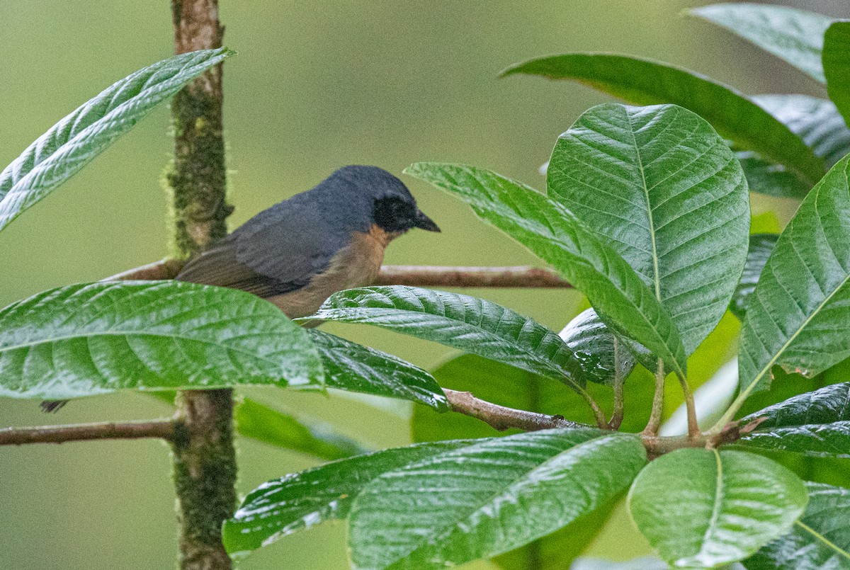 Black-eared Hemispingus (Black-eared) - ML600890341