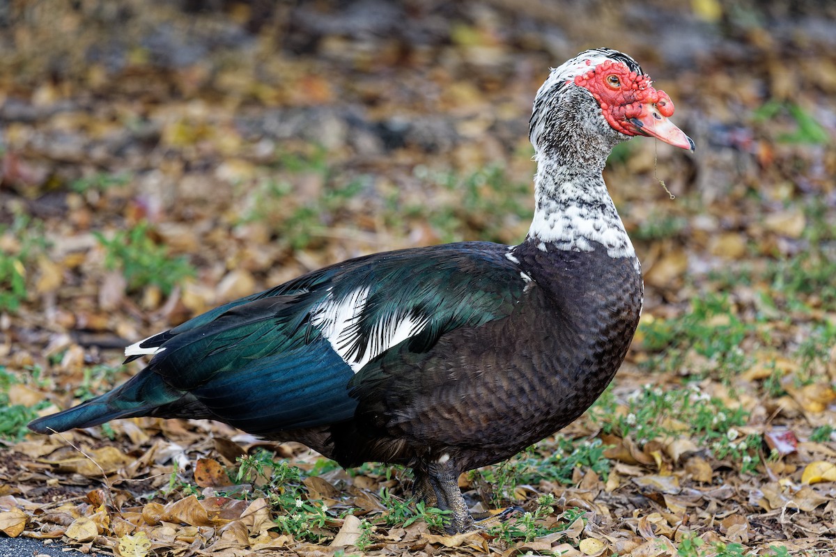 Muscovy Duck (Domestic type) - ML600890821