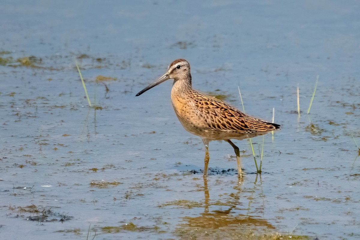 Short-billed Dowitcher - Sue Barth