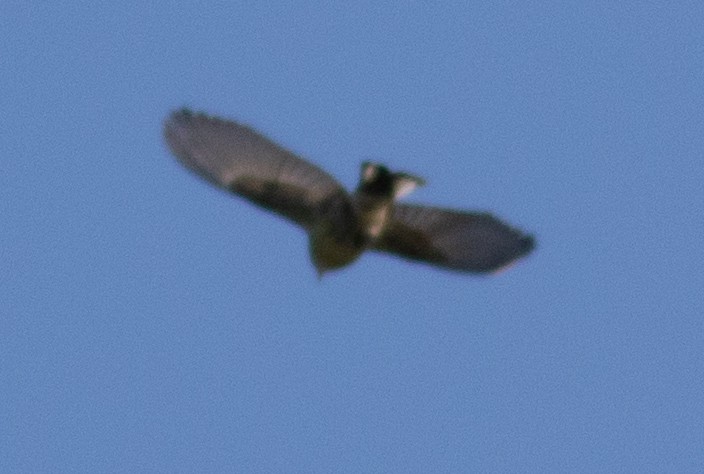 Cape May Warbler - Kyle Bardwell