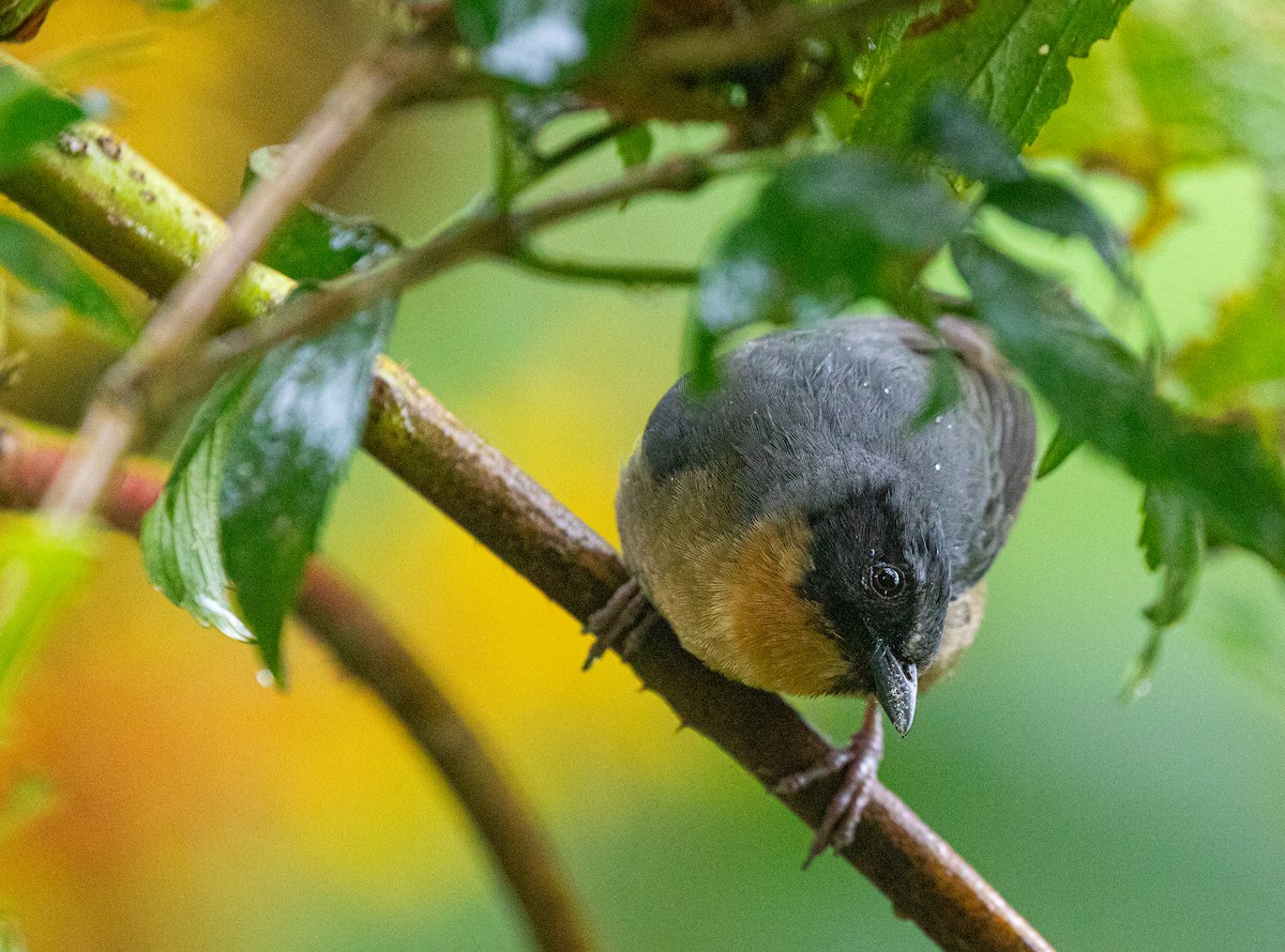 Black-eared Hemispingus (Black-eared) - ML600891611