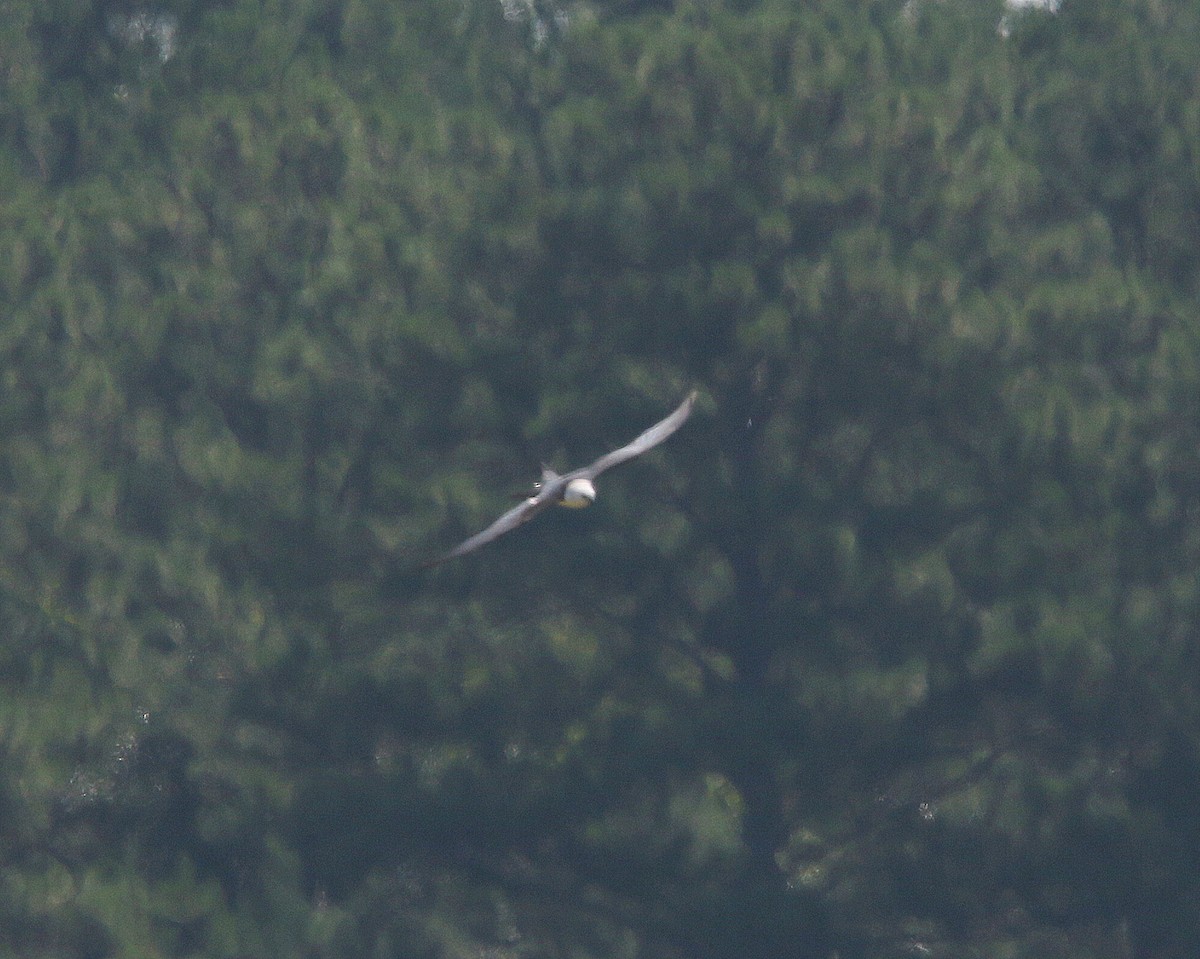 Swallow-tailed Kite - ML600891731