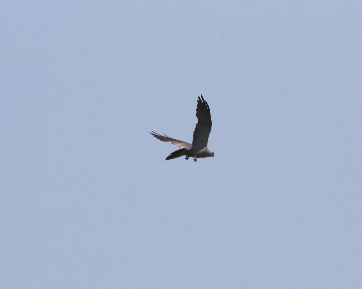 Mississippi Kite - ML600891881